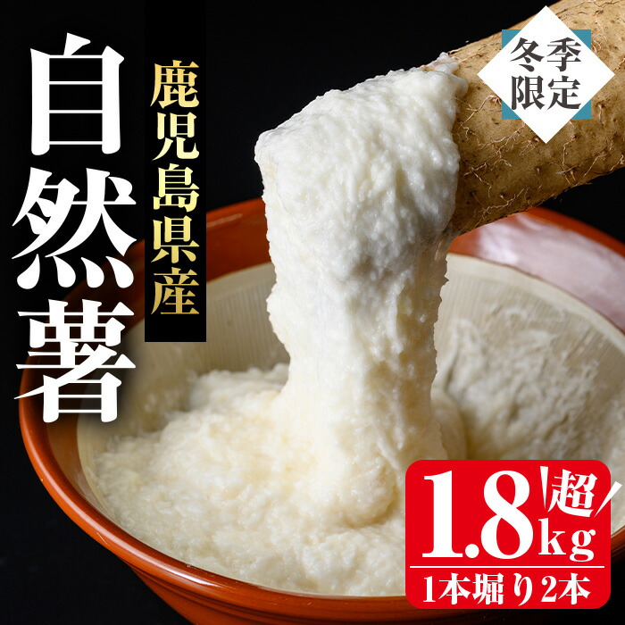 楽天市場 ふるさと納税 期間限定 鹿児島県産自然薯1 6kg以上 １本掘り2本入り 1本1本大切に育てた贈答用自然薯 とろろ汁や山かけ お好み焼き 味噌汁などに 曽於市観光協会 鹿児島県曽於市