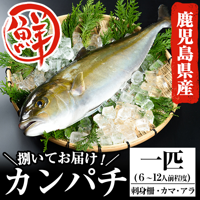 鹿児島県産カンパチ 1匹 6 12人前程度 アラもセットでお