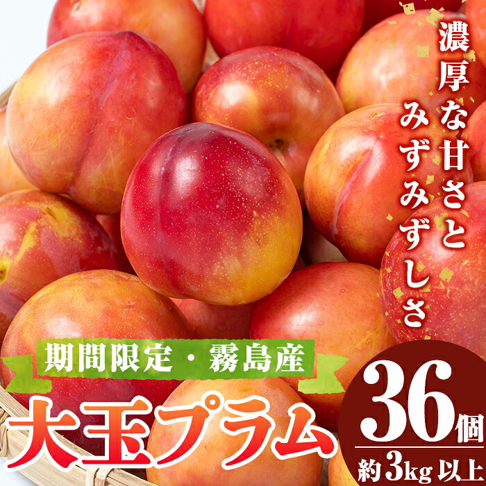 【ふるさと納税】＜先行予約受付中！2026年5月下旬～6月下旬の間に発送予定＞大玉プラム(36個・約3kg以上) 国産 果物 フルーツ 果実 プラム すもも スモモ ギフト【福岡果樹園】