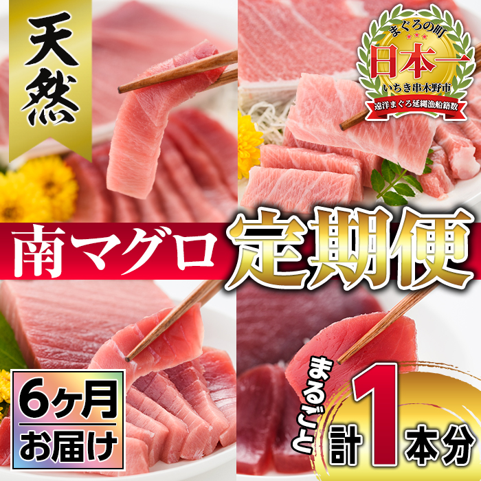 楽天市場 ふるさと納税 定期便 南マグロ丸ごと1本 約4 6kgセット 6ヶ月 希少な南まぐろ の刺身用柵 大トロ 上トロ 中トロ 赤身 を毎月お届け 高級料亭や高級寿司店等で利用される幻の鮪 新洋水産 鹿児島県いちき串木野市