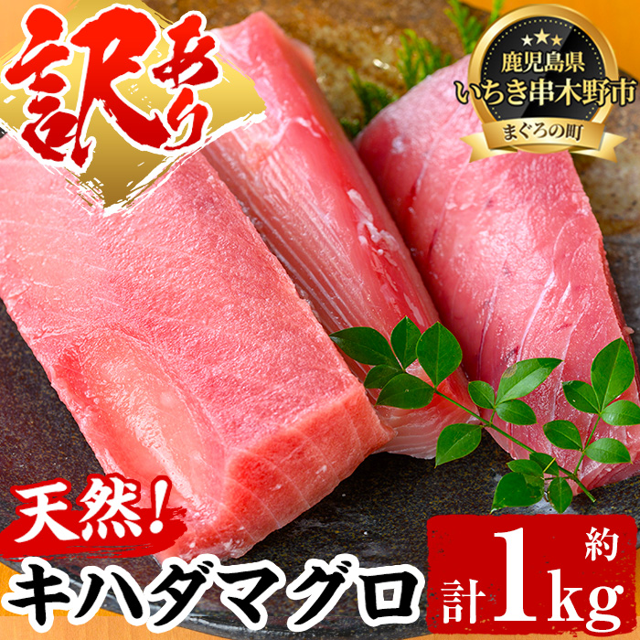 【ふるさと納税】《訳あり・数量限定》天然キハダマグロ(約1kg) 柵でお届け！肉厚のお刺身や海鮮丼に！まぐろ 鮪 魚 魚介 魚介類 刺し身 刺身 さしみ 切り身 海鮮丼 訳アリ わけあり 冷凍【海鮮まぐろ家】