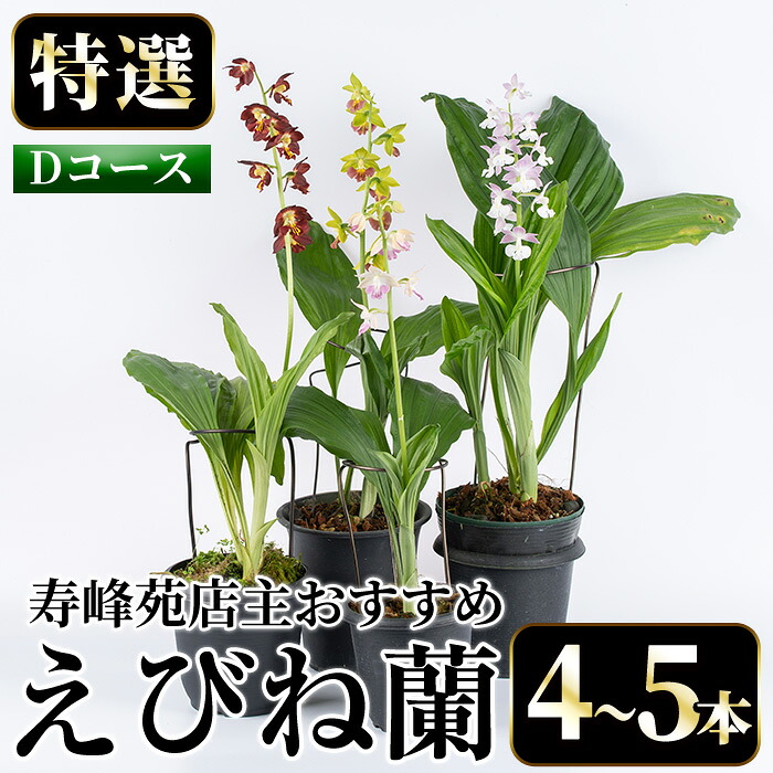 【特集#05】ちゃぶ台を彩る！惣菜特集【いちき串木野市】