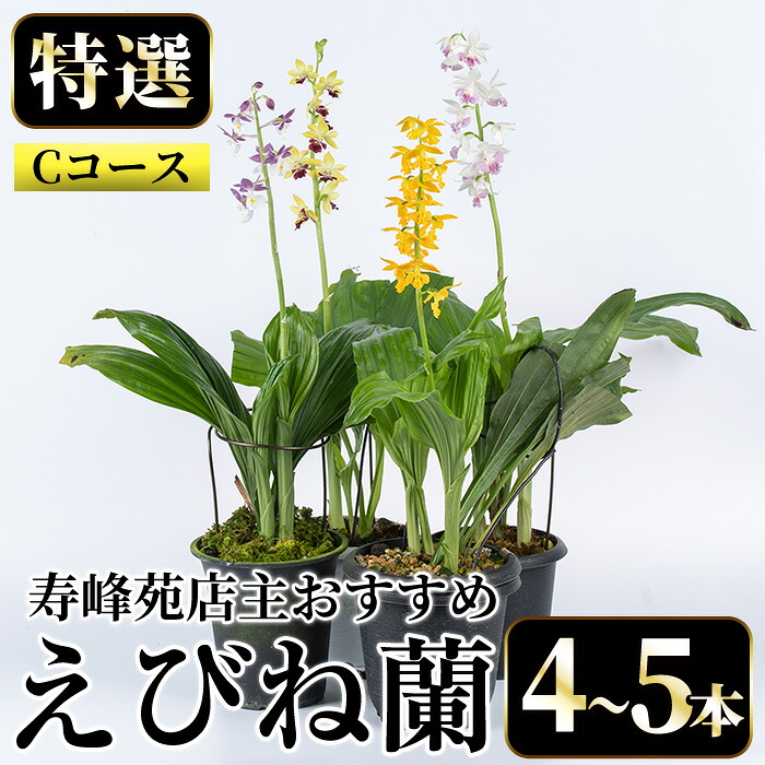 【特集#05】ちゃぶ台を彩る！惣菜特集【いちき串木野市】