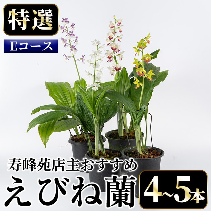 楽天市場】【ふるさと納税】＜数量限定＞寿峰苑特選えびね蘭(Eコース