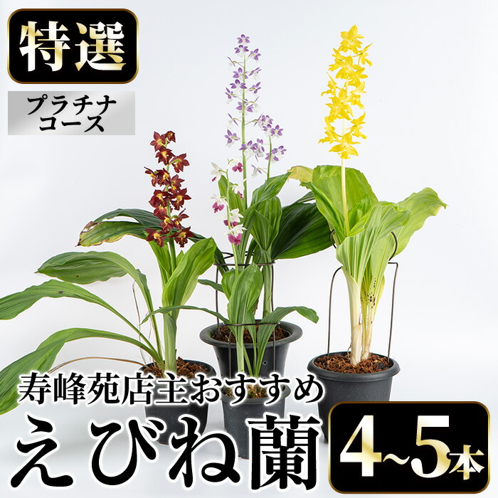 【特集#05】ちゃぶ台を彩る！惣菜特集【いちき串木野市】