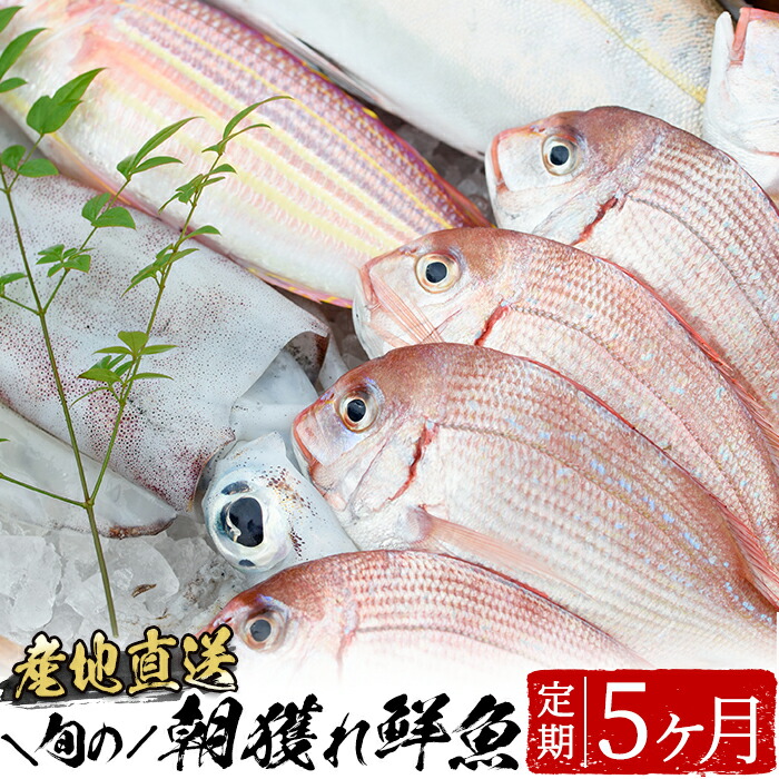 楽天市場 ふるさと納税 旬の朝獲れ鮮魚コース 5ヵ月定期便 その日獲れたての鮮魚や活魚 漁協だからできる産地直送の定期便 えびす市場 鹿児島県いちき串木野市