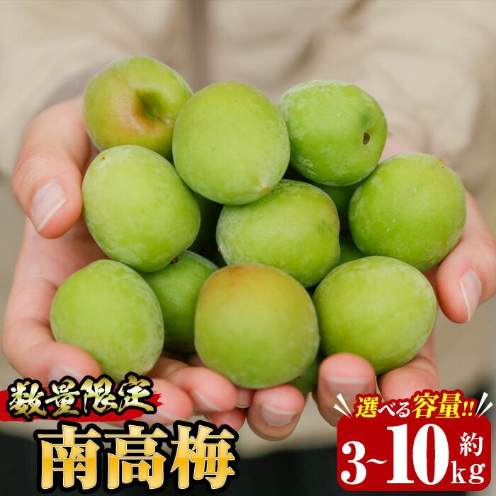 【ふるさと納税】＜先行予約受付中！＞《容量が選べる！》朝日梅園の南高梅(3～10kg) 国産 九州産 野菜 南高梅 生梅 青梅 梅の実 うめ ウメ 青果 果物 梅酒 梅干し 梅シロップ 梅ジュース 梅ジャム【朝日梅園】