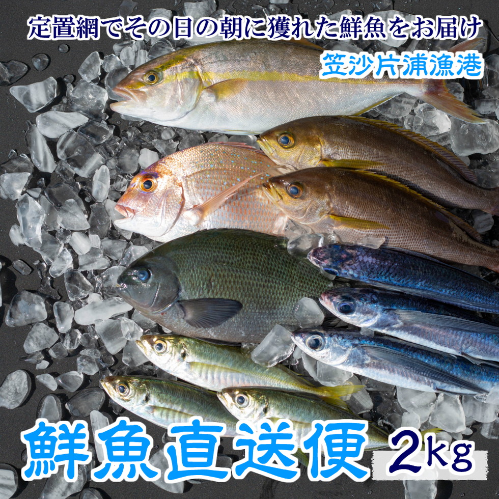 海外輸入 朝獲れ鮮魚 詰め合わせ 2kg fucoa.cl