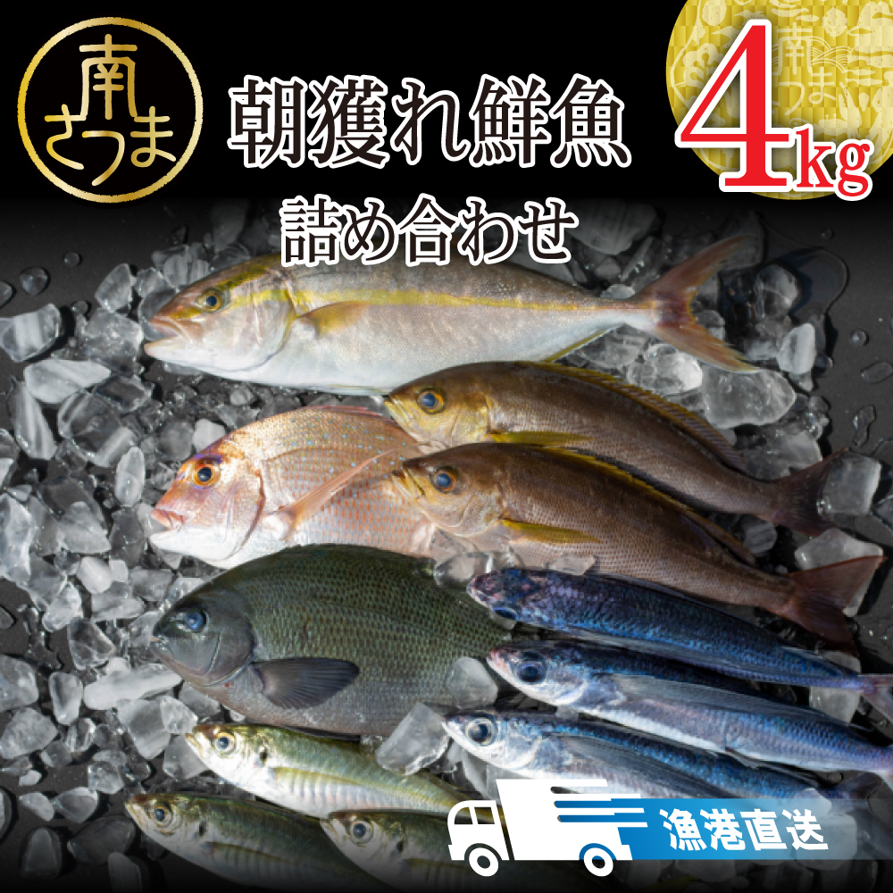 楽天市場】【ふるさと納税】【漁師厳選】朝獲れ お刺身 楽天市場】【ふるさと納税】【漁師厳選】朝獲れ お刺身