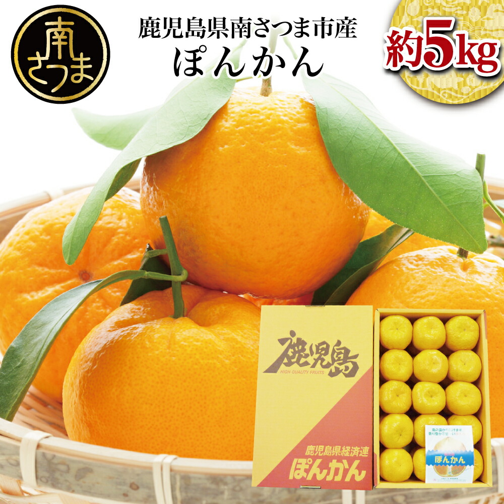 41【鹿児島県産】金柑(きんかん)春姫+キウイ+あんぽ柿L18玉 imgrc0073539567.jpg