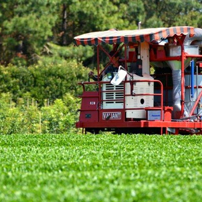 【ふるさと納税】【鹿児島県産】特撰深蒸し茶「峰の誉」3本セット緑茶小牧緑峰園のしギフトご贈答品送料無料