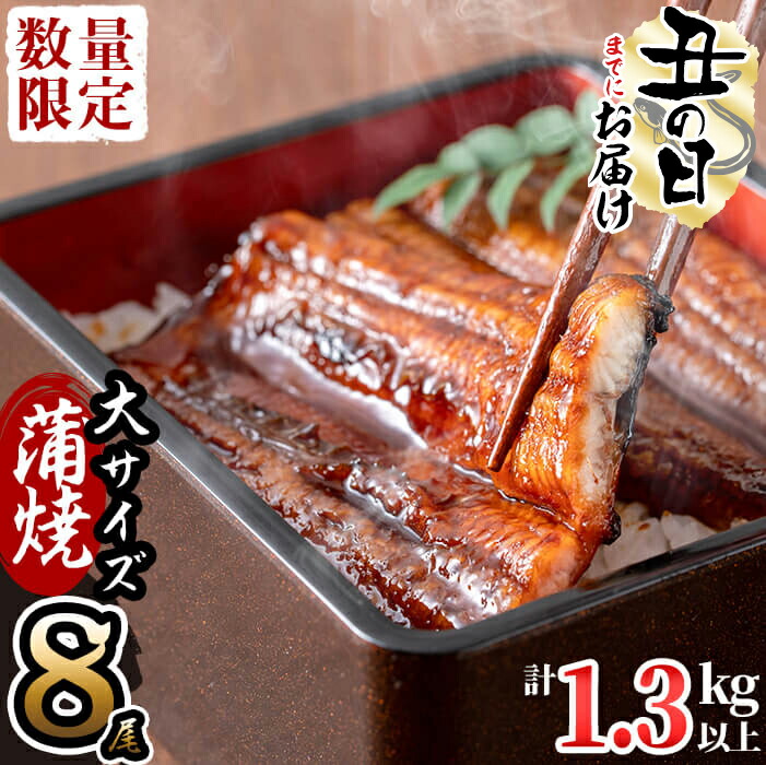 【ふるさと納税】【7/7までの入金で丑の日までにお届け】【数量限定】鹿児島県産 伊崎田のうなぎ蒲焼 大＜170g以上＞× 8尾(計1.3kg以上) ふっくら旨い国産鰻!鰻生産量日本一の鹿児島のウナギ蒲焼を鰻重、うな丼、ひつまぶしで！【伊崎田養魚場】e4-005