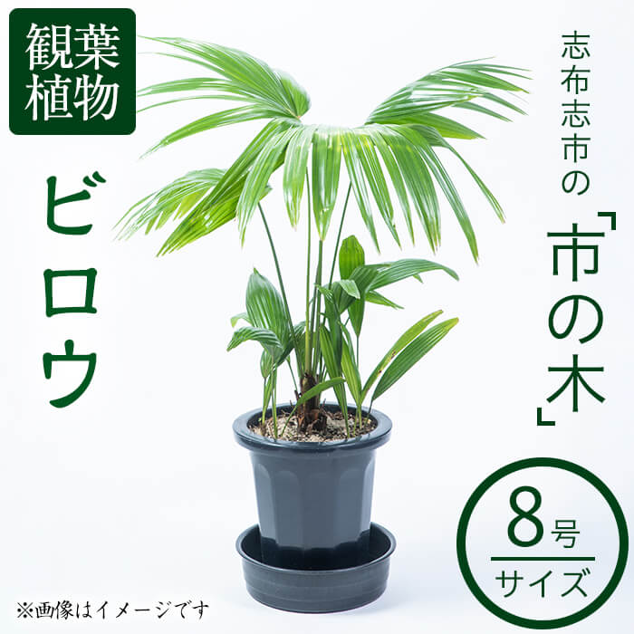 ビロウヤシ。クバ8号 ビロウヤシ。クバ8号大 - メルカリ