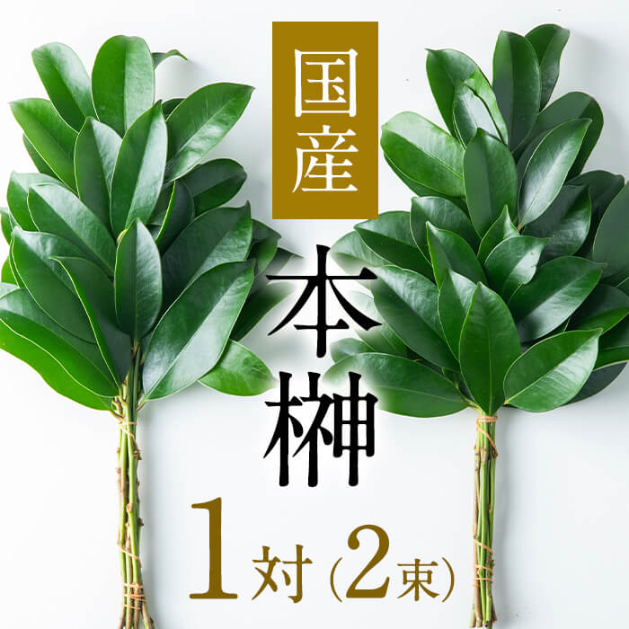 【楽天市場】【ふるさと納税】国産 鹿児島榊の本榊 1対(2束)セット!神事や神棚に欠かせない栄える本榊!温暖な気候と美しい自然に恵まれた緑深き ...