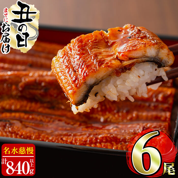 【ふるさと納税】【6/30までの入金で丑の日までにお届け】うなぎ養殖日本一！鹿児島県産うなぎ蒲焼 名水慈鰻 6尾＜計840g以上＞国産ウナギの美味しい蒲焼きをご自宅で♪【鹿児島鰻】c3-024