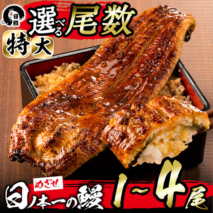 【ふるさと納税】＜期間限定規格＞【尾数が選べる！】うなぎ生産量日本一の鹿児島県産！日ノ本一の鰻の蒲焼き＜特大＞1尾～4尾！うなぎ 鰻 ウナギ 1尾 2尾 3尾 4尾 蒲焼き かばやき 冷凍 うな重 ひつまぶし タレ 山椒【日鰻】｜鹿児島県志布志市