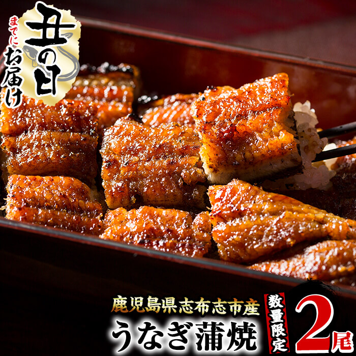 【ふるさと納税】【7/7までの入金で丑の日までにお届け】【数量限定】鰻生産量日本一の鹿児島県産！うなぎの大楠＜小＞2尾セット計220g以上(110～129g×2)国産ウナギの蒲焼きを冷凍真空パック・たれ付きでお届け！【大楠鰻】a1-071