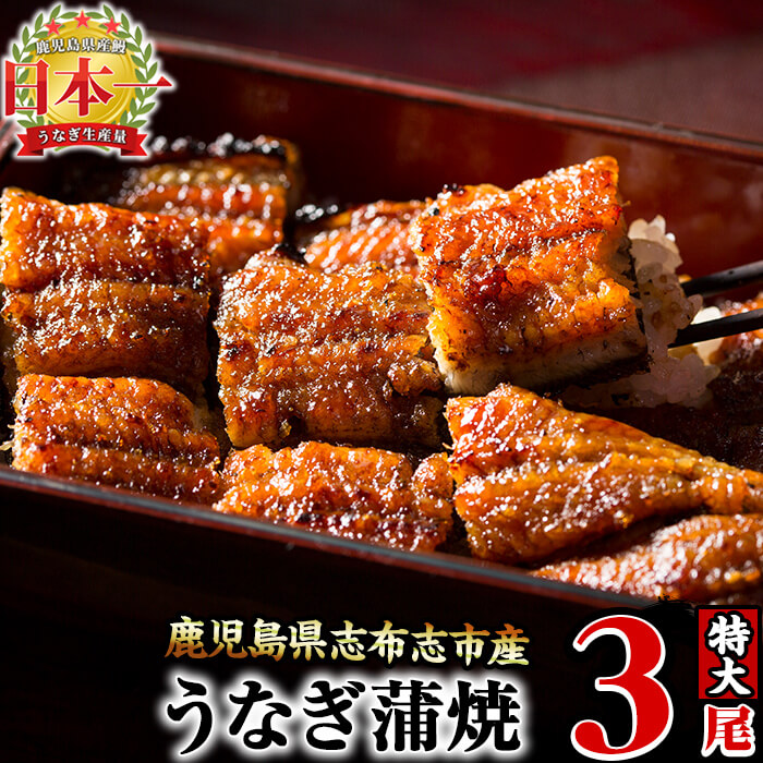 鰻生産量日本一の鹿児島県産 うなぎの大楠 特大 国産ウナギの 鰻生産量日本一の鹿児島県産 うなぎの大楠 特大 国産ウナギの