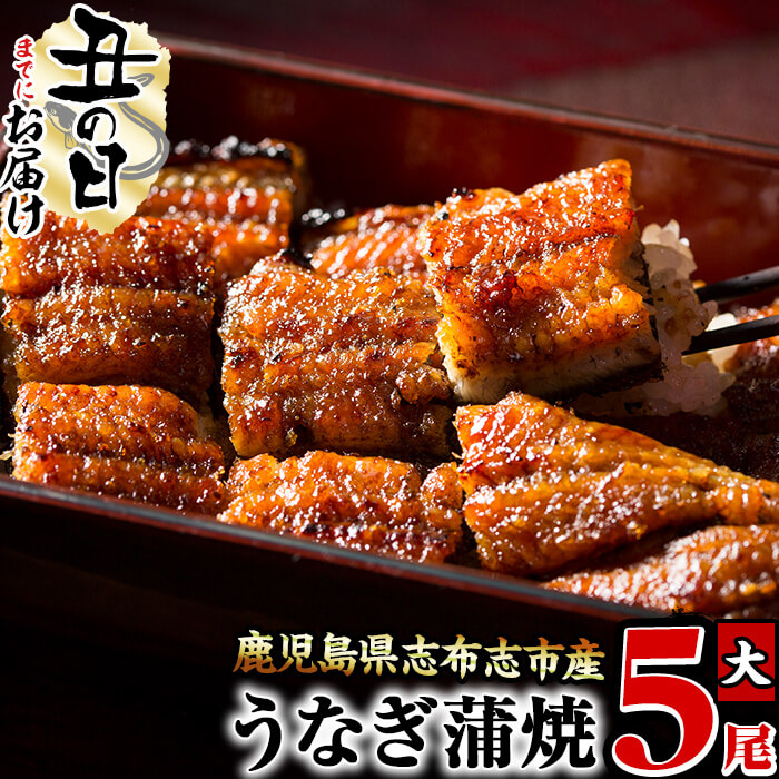 【ふるさと納税】【7/7までの入金で丑の日までにお届け】鰻生産量日本一の鹿児島県産！うなぎの大楠＜大＞5尾セット計750g(150g×5尾) うなぎ 鰻 ウナギ 国産 九州産 蒲焼き かばやき 冷凍 うな重 ひつまぶし タレ 山椒 真空パック ランキング 人気【大楠鰻】c4-009