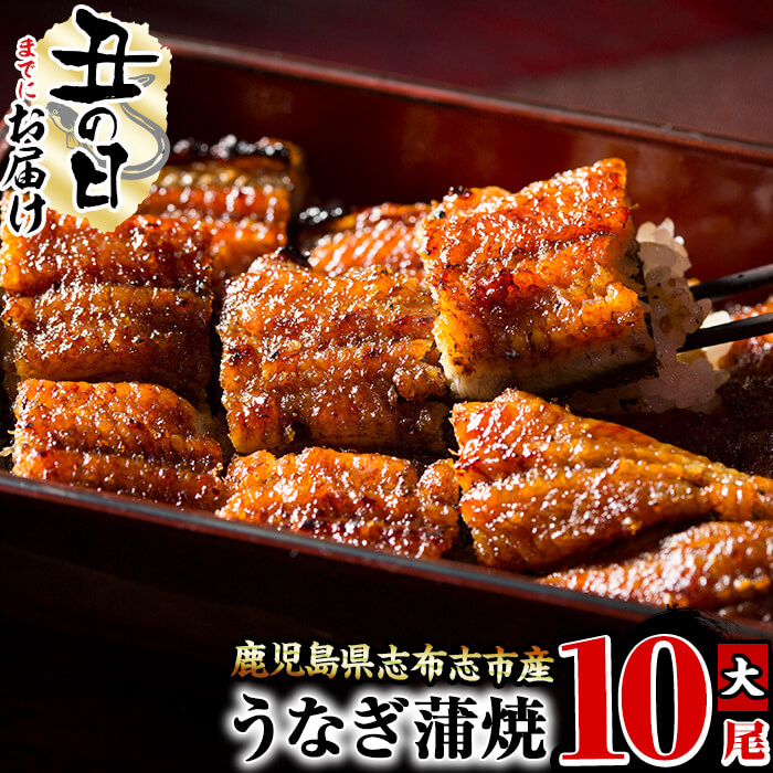 【ふるさと納税】【7/7までの入金で丑の日までにお届け】鰻生産量日本一の鹿児島県産！うなぎの大楠＜大＞10尾セット計1.5kg(150g×10尾) うなぎ 鰻 ウナギ 国産 九州産 蒲焼き かばやき 冷凍 うな重 ひつまぶし タレ 山椒 真空パック ランキング 人気【大楠鰻】f7-001