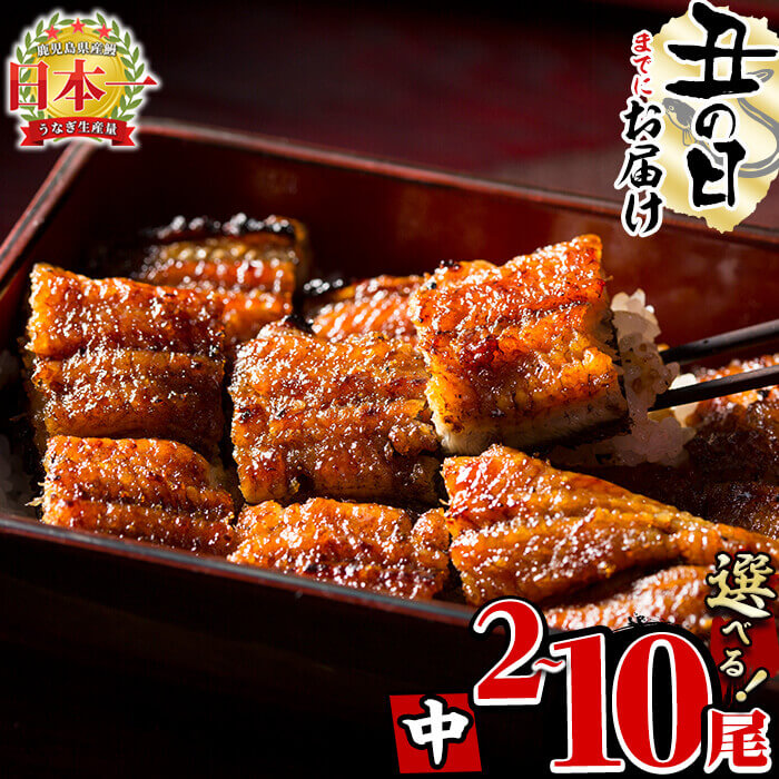 【ふるさと納税】【7/7までの入金で丑の日までにお届け】【尾数が選べる！】鹿児島県産 うなぎの大楠＜中＞2尾～10尾！うなぎ 鰻 ウナギ 2尾 4尾 5尾 10尾 国産 九州産 蒲焼き かばやき 冷凍 うな重 ひつまぶし タレ 山椒 真空パック ランキング 人気【大楠鰻】