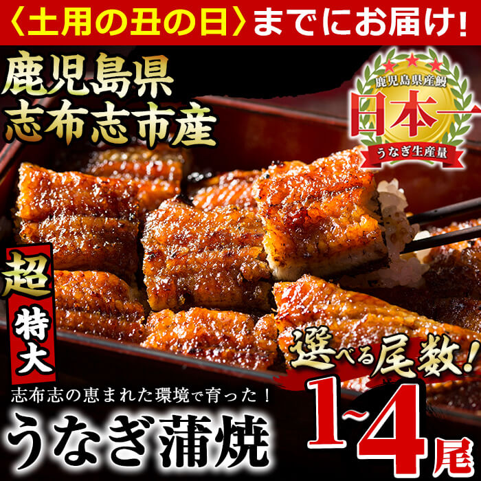 【ふるさと納税】【7/7までの入金で丑の日までにお届け】【尾数が選べる！】鹿児島県産 うなぎの大楠＜超特大＞1尾～4尾！うなぎ 鰻 ウナギ 1尾 2尾 4尾 国産 九州産 蒲焼き かばやき 冷凍 うな重 ひつまぶし タレ 山椒 真空パック ランキング 人気【大楠鰻】