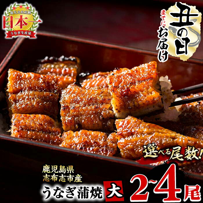 【ふるさと納税】【7/7までの入金で丑の日までにお届け】【尾数が選べる！】鹿児島県産 うなぎの大楠＜大＞2尾～4尾！うなぎ 鰻 ウナギ 2尾 4尾 国産 九州産 蒲焼き かばやき 冷凍 うな重 ひつまぶし 山椒 タレ 真空パック ランキング 人気【大楠鰻】