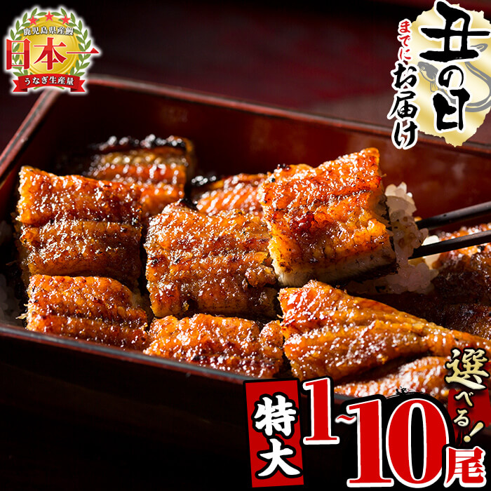 【ふるさと納税】【7/7までの入金で丑の日までにお届け】【尾数が選べる！】鹿児島県産 うなぎの大楠＜特大＞1尾～10尾！うなぎ 鰻 ウナギ 1尾 3尾 6尾 10尾 国産 九州産 蒲焼き かばやき 冷凍 うな重 ひつまぶし タレ 山椒 真空パック ランキング 人気【大楠鰻】