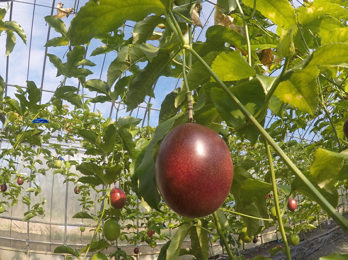 ふるさと納税 奄美の長ける熱りフルーツ12個所得 Atiko Kz