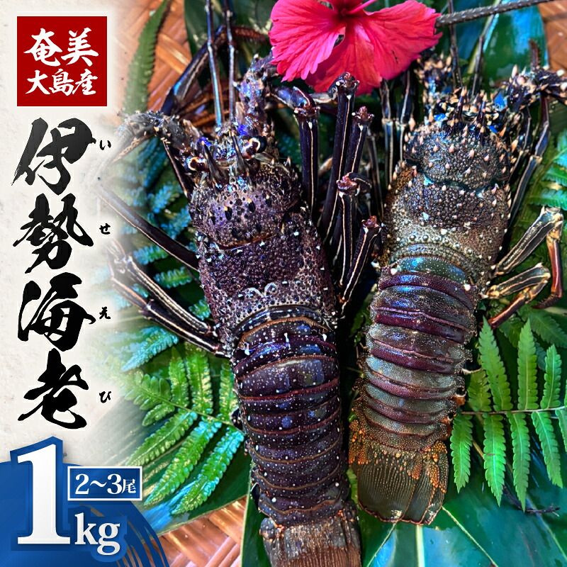 【ふるさと納税】【期間限定】奄美大島産 伊勢海老 約1kg 2～3尾 えび 魚介類 魚貝類 甲殻類 海鮮 国産 冷凍 新鮮 濃厚 ぷりぷり 味噌汁 刺身 鬼殻焼き 姿蒸し 陽天丸 鹿児島 奄美市 おすすめ ランキング プレゼント ギフト｜鹿児島県奄美市 28,600円