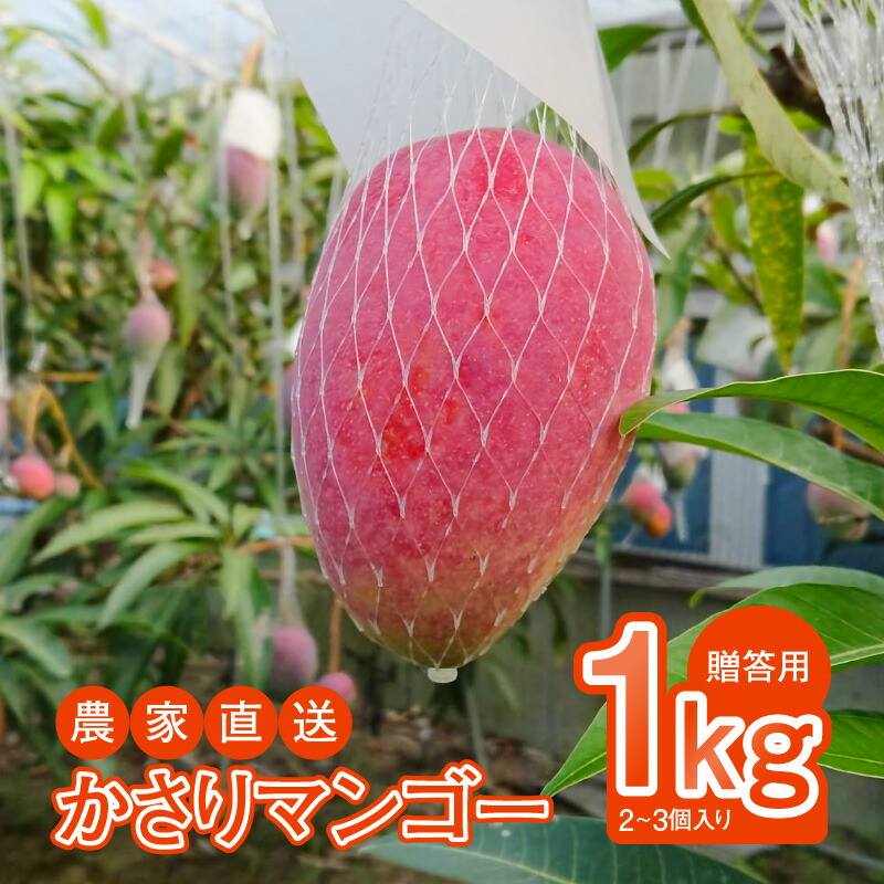 【ふるさと納税】【2025年先行予約】 奄美産 かさりマンゴー 贈答用 1kg マンゴー 完熟 フルーツ 果物 トロピカル 甘い 先行 予約 受付 期間 数量 限定 デザート 美味しい 濃厚 ジューシー HARANAGA-FARM ふるさと納税 鹿児島 奄美市 おすすめ ランキング プレゼント ギフト