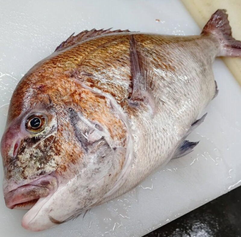 保障 天然鯛 かぶとの煮付け Fucoa Cl