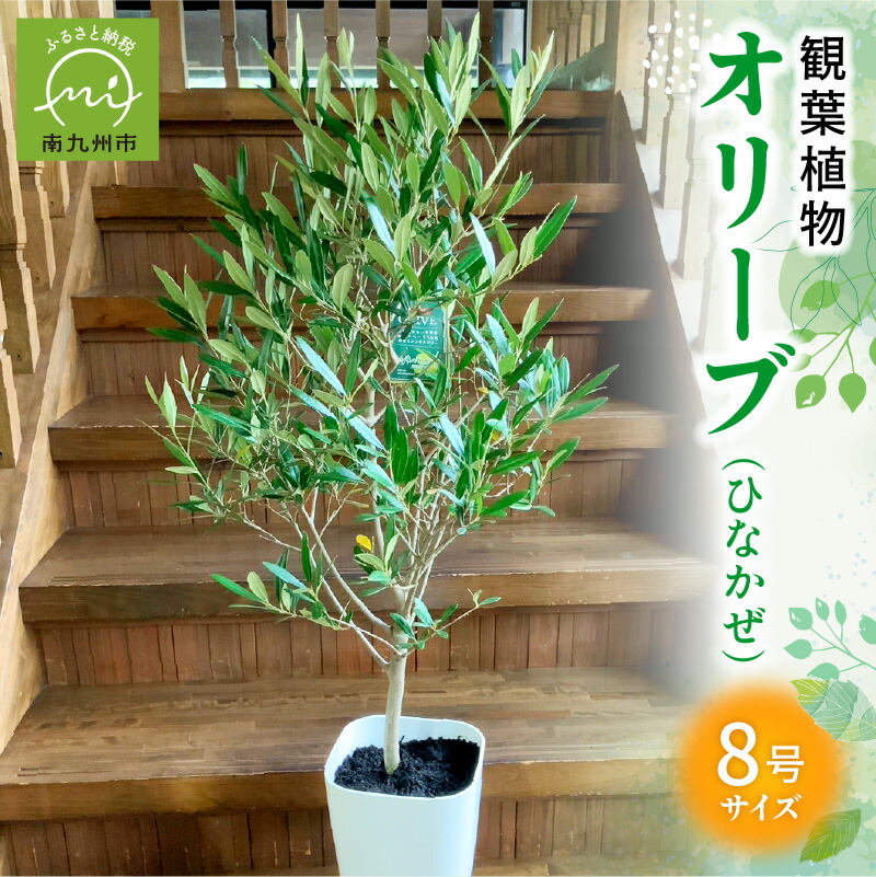 楽天市場】【ふるさと納税】観葉植物 エバーフレッシュ 8号