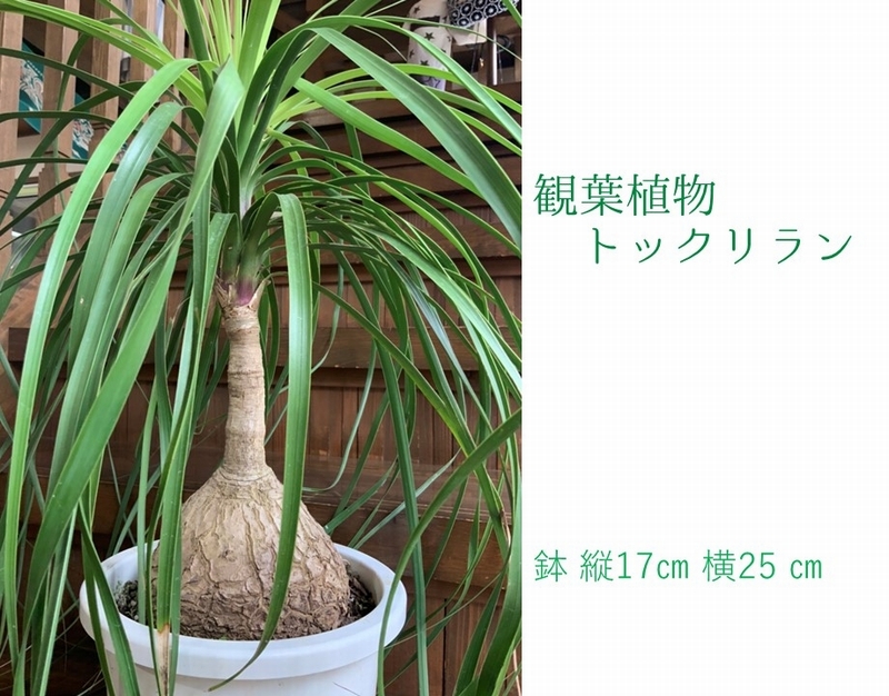 楽天市場 観葉植物 種類 ポニーテール 大型観葉植物と造花の専門店gstyle