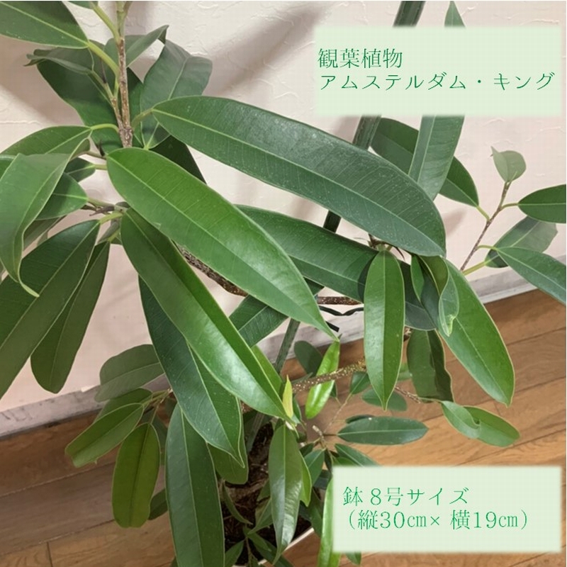 ふるさと納税 観葉植物 アムステルダム キング 1鉢 Painfreepainrelief Com