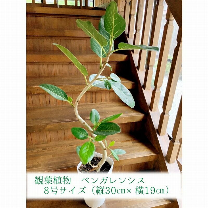 ふるさと納税 観葉植物 ベンガレンシス8号サイズ1鉢 Painfreepainrelief Com