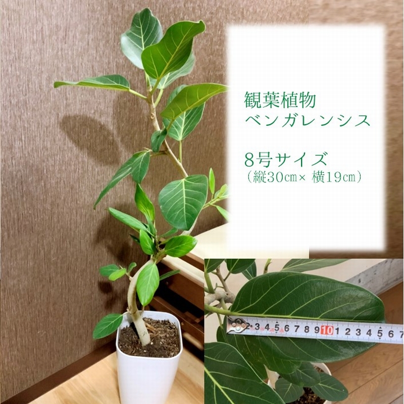 ふるさと納税 観葉植物 ベンガレンシス8号サイズ1鉢 Painfreepainrelief Com