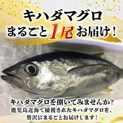 【楽天市場】【ふるさと納税】鹿児島近海キハダマグロ1尾 008-57【配送不可地域:離島】【1710452】:鹿児島県南九州市