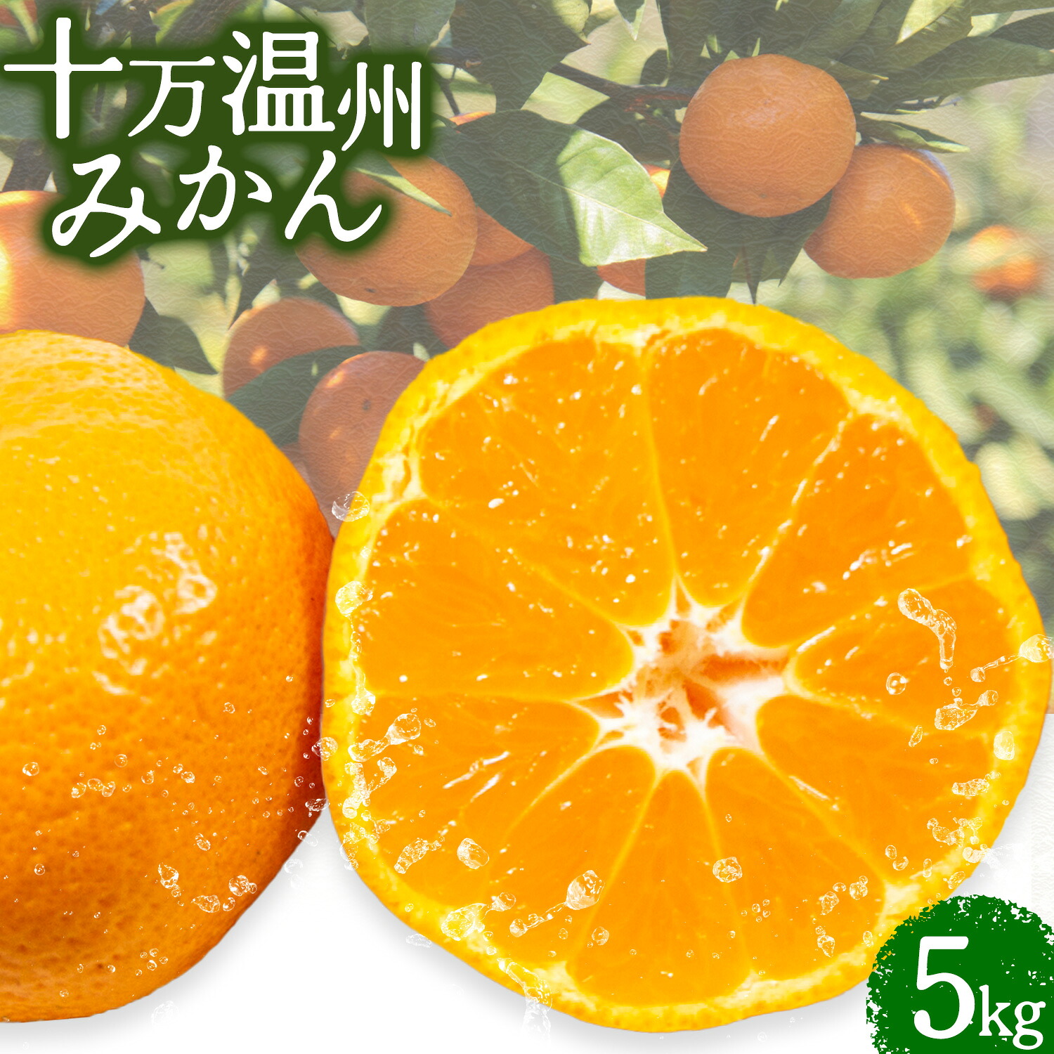 【ふるさと納税】十万温州みかん 5kg 北さつま農協《1月上旬-1月末頃出荷》 鹿児島県 さつま町 送料無料 柑橘 みかん 温州みかん 十万みかん|鹿児島県さつま町