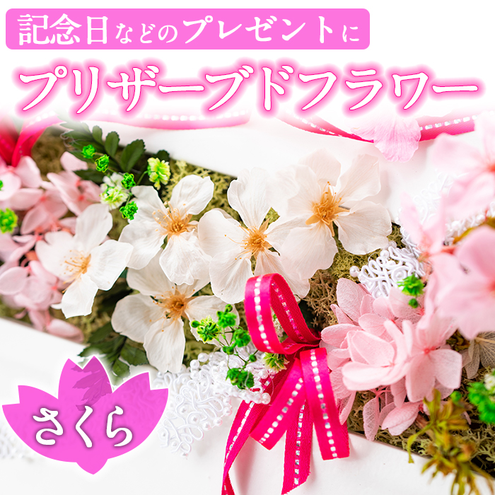 超可爱 ふるさと納税 プリザーブドフラワー プリザーブドフラワー 花 観葉植物 花 さつま町 ギフト 南原農園 毎月数量限定 プリザーブドフラワー さくら 鹿児島県さつま町で大切に育てられた花を使用 記念日などのプレゼントインテリアにも ふるさと納税