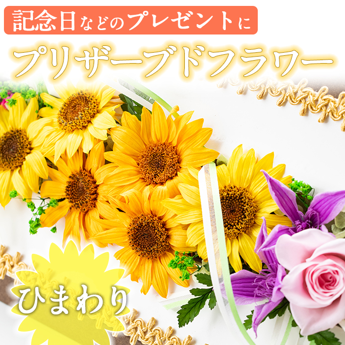 楽天市場 ふるさと納税 毎月数量限定 プリザーブドフラワー ひまわり 鹿児島 県さつま町で大切に育てられた花を使用 記念日などのプレゼントインテリアにも 南原農園 鹿児島県さつま町