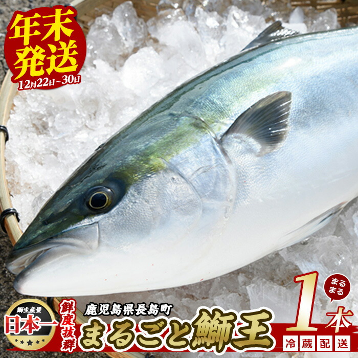 【ふるさと納税】【選べる年末12/22~30発送】テレビで紹介ぶりの王様「 鰤王 」 まるごと1本 (約4.5kg) 先行予約 産地直送 長島町 特産品 ブランド 鰤 冷蔵 ふるさと納税 ぶり 刺身 ぶりしゃぶ ぶり大根 海鮮丼 【JFA】jfa-7r