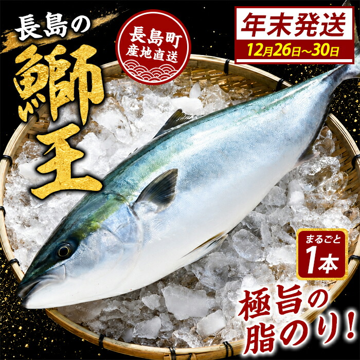 【楽天市場】【ふるさと納税】\選べる年末12/26〜30発送 先行予約/テレビで紹介ぶりの王様「 鰤王 」 まるごと1本 (約3.5kg〜) 先行予約 産地直送 長島町 特産品 ブランド 鰤 冷蔵 ふるさと納税 ぶり 刺身 ぶりしゃぶ ぶり大根 海鮮丼 【JFA】jfa-7115-26:鹿児島県長島町
