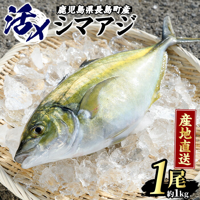 【ふるさと納税】  脂がのった 高級魚 シマアジ (約1kg・1匹) 水揚げしたシマアジを 活〆 新鮮 なまま 長島町 より 産地直送 冷蔵 ふるさと納税 刺身 鯵 あじ なめろう 海鮮丼 ふるさと 人気 ランキング 【JFA】jfa-4121