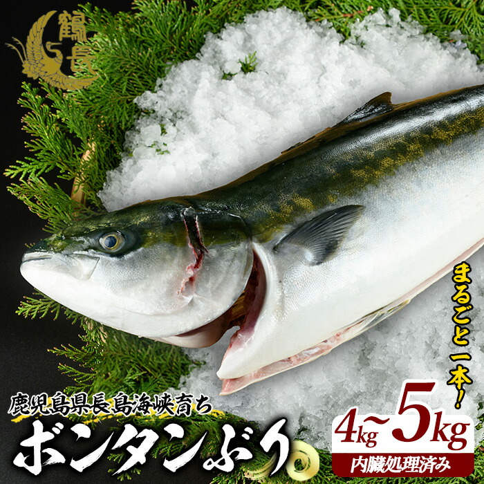 【ふるさと納税】＼年末発送も選べる／ボンタンぶり まるごと1本(内臓処理済) 長島町 特産品 の 柑橘 ボンタン を食べた 臭みのない 鰤 産地直送 ブランド ぶり 冷蔵 ふるさと納税 ぶり 刺身 ぶりしゃぶ ぶり大根 海鮮丼【鶴長水産】turu-6070