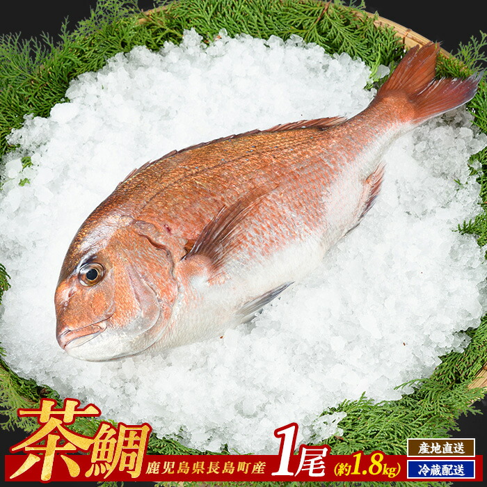 【ふるさと納税】茶鯛 1尾 国産 鹿児島県産 タイ 茶鯛 鯛 刺身 海鮮 海産物 まるごと 塩焼き 煮つけ 魚介 鮮魚 養殖 海鮮丼 産地直送【ウスイ】usui-1034R7