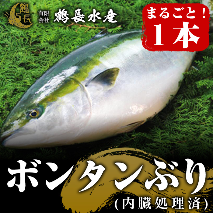 シャーベット状にしたボンタンを餌に混ぜることで魚の臭いをなくし あっさりと食べやすい魚に仕上がりました ブリ ふるさと納税 長島町 特産品 ブリ 鰤 魚介類 水産加工品 ふるさと納税 ボンタンぶりまるごと一本 内臓処理済 Turu 328 鹿児島県長島町