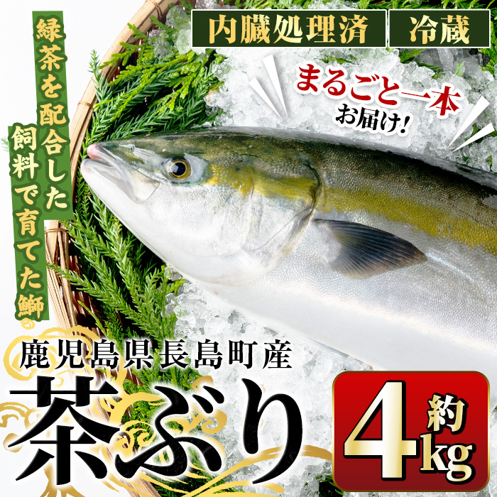 楽天市場】【ふるさと納税】茶ぶり フィレ(約1.4kg×2枚)国産 鹿児島県