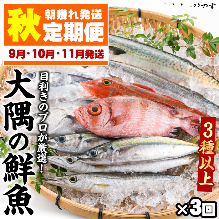 ふるさと納税 時代節する 定期雁字全3イニング 21年度9月読み 10月 11月送り付ける 昼まえ獲れ発送 鮮魚卸し問屋が厳選したた 秋日のおまかせ鮮魚box 値踏の鮮魚問屋が厳選 お刺身やお鮨はもちろん 塩焼きやてんぷら 煮つけにも 江川店鋪 Vnmsport Com