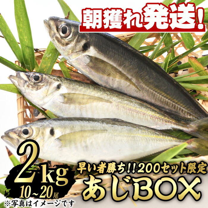 【ふるさと納税】＜数量限定＞鮮度が命！鮮魚問屋が厳選した『早い者勝ち！！200個限定あじBOX』(10～20尾・総量2kg) アジ 鯵 魚 魚介類 鮮魚 海鮮 煮つけ 塩焼き フライ【江川商店】【0193206a】
